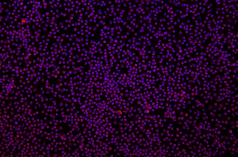 大鼠原代細(xì)胞