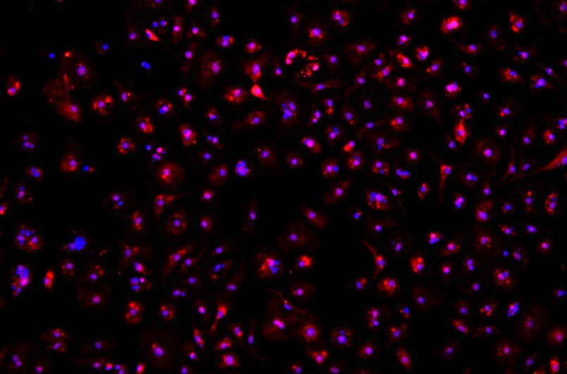 小鼠原代細(xì)胞