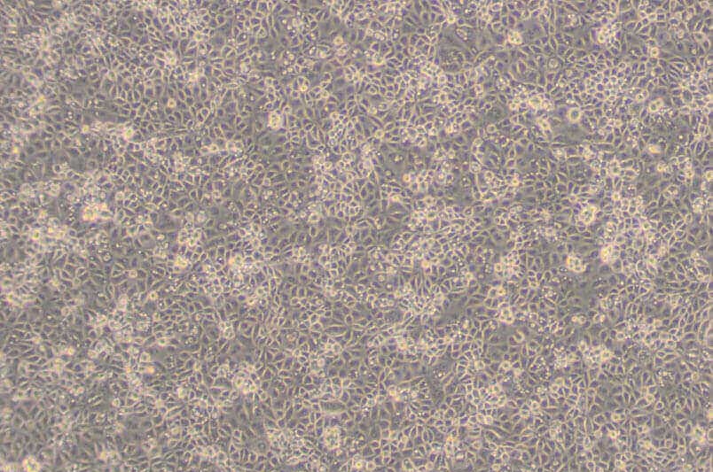 其他細(xì)胞系