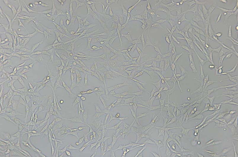 小鼠細(xì)胞系