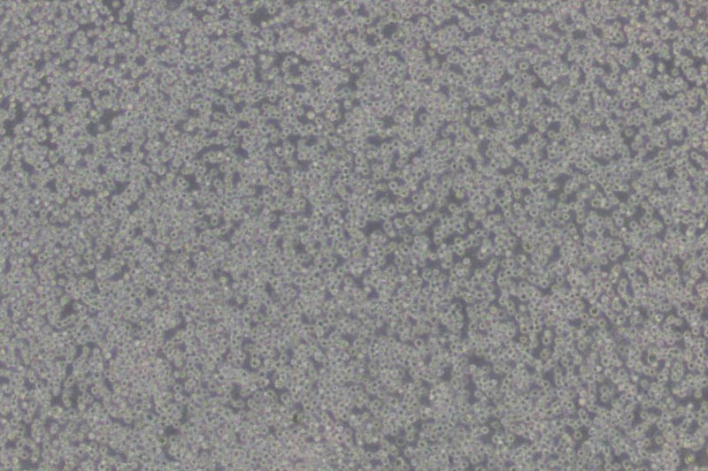 小鼠細(xì)胞系